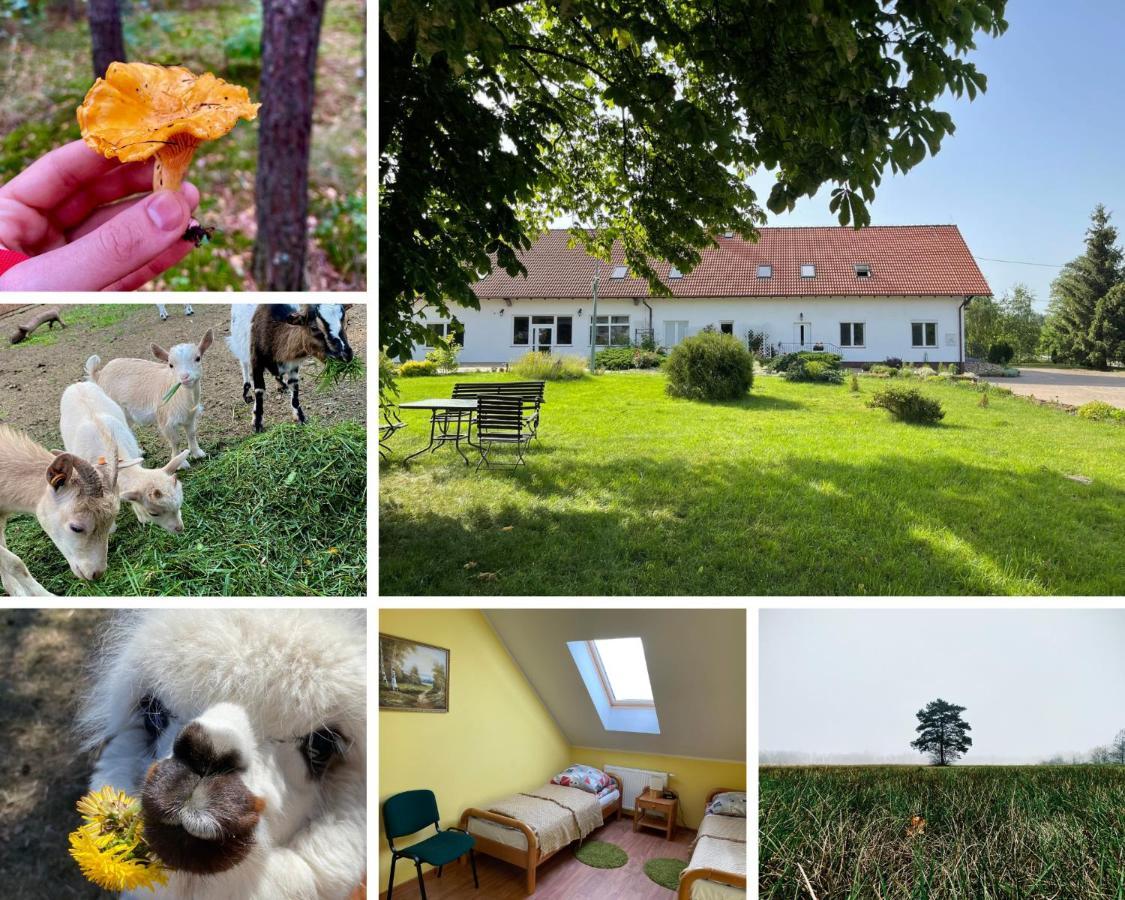 Gospodarstwo Agroturystyczne Zasadkowe Bory Rogowo  Экстерьер фото