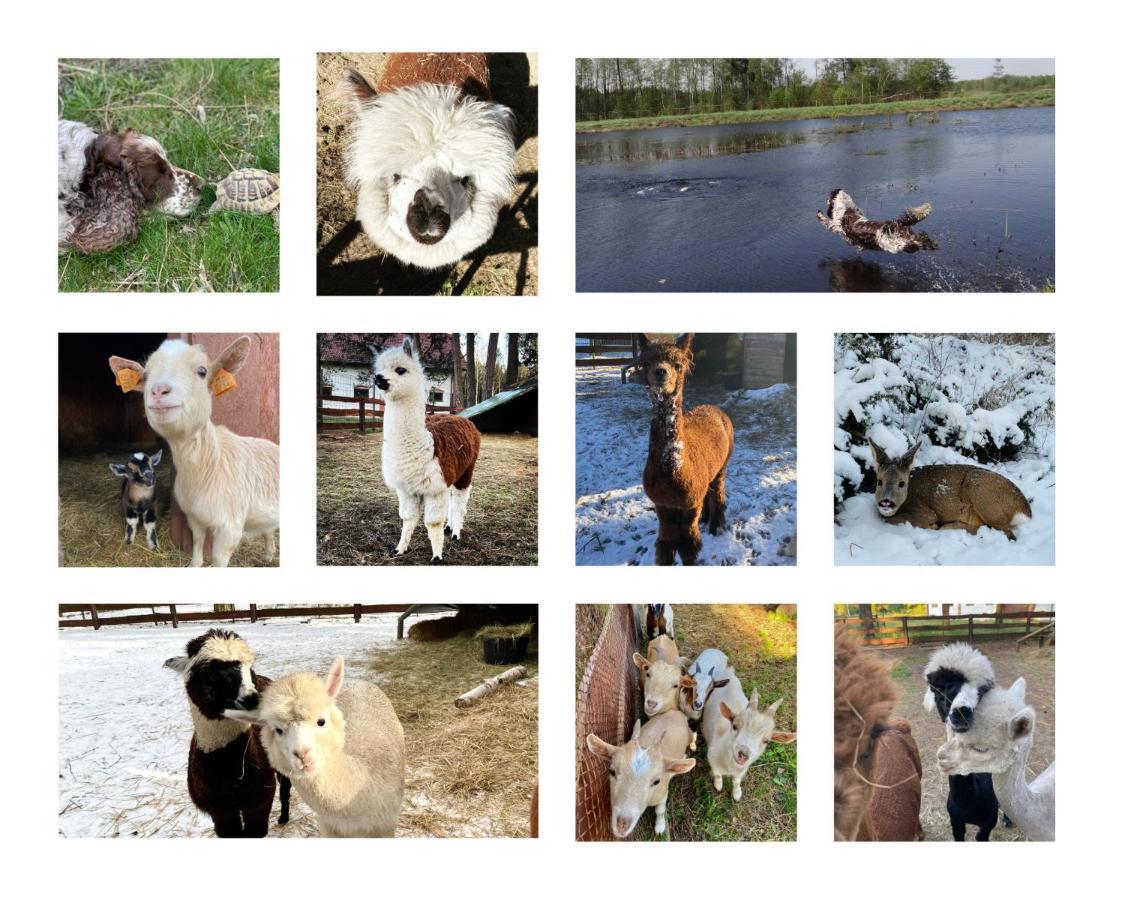 Gospodarstwo Agroturystyczne Zasadkowe Bory Rogowo  Экстерьер фото